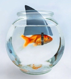 goldfish.jpg